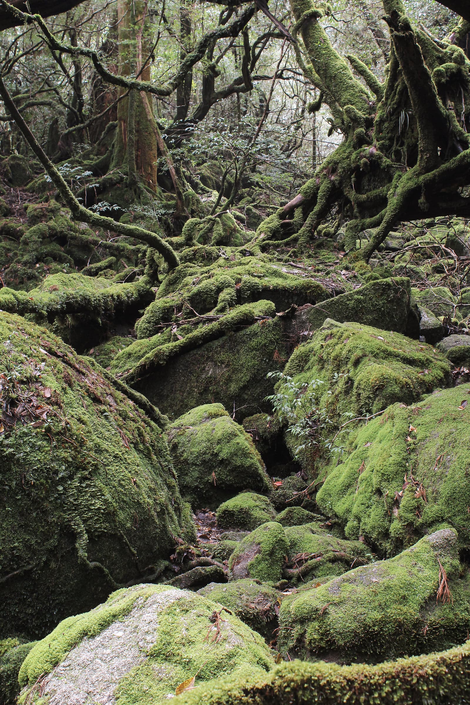 Yakushima